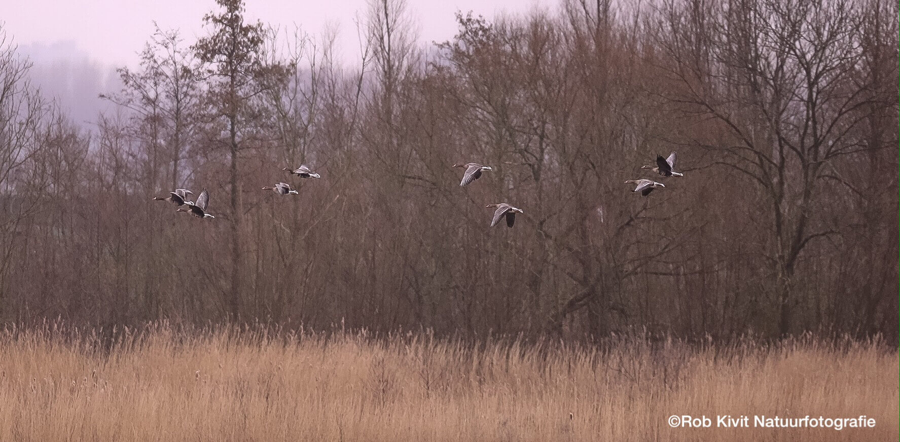 Dynamic Content Image