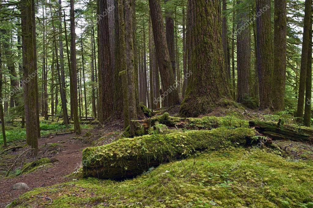 Dynamic Content Image