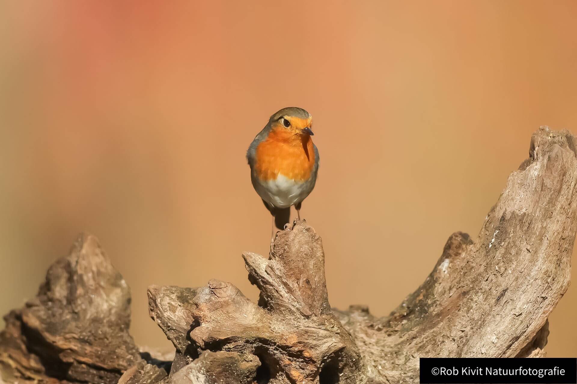 Roodborstje (Red Robin)