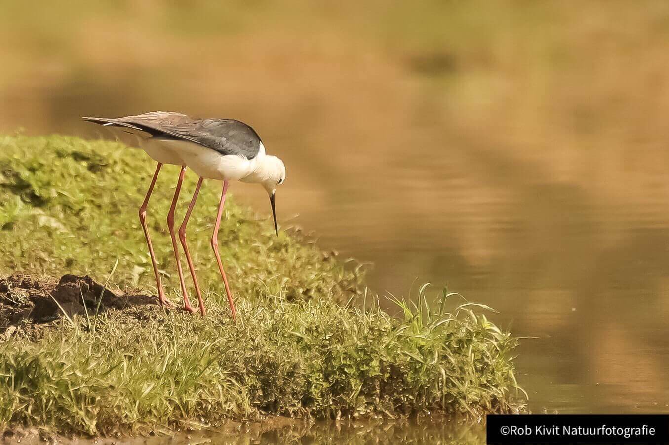 Black-winged stilt (Steltkluut)