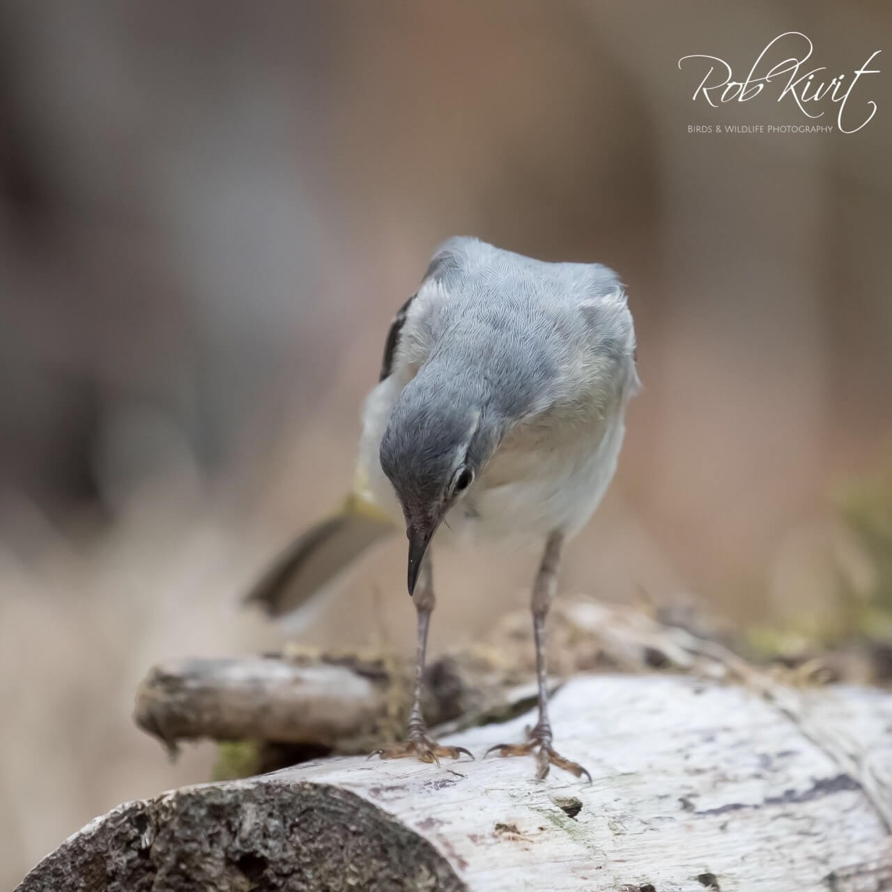 Grote gele kwikstaart