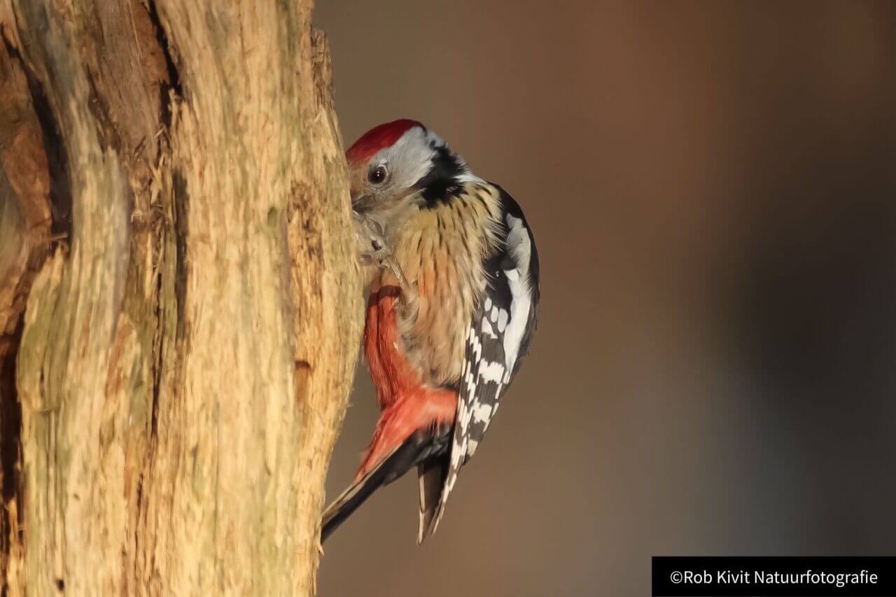 Middelste bonte specht