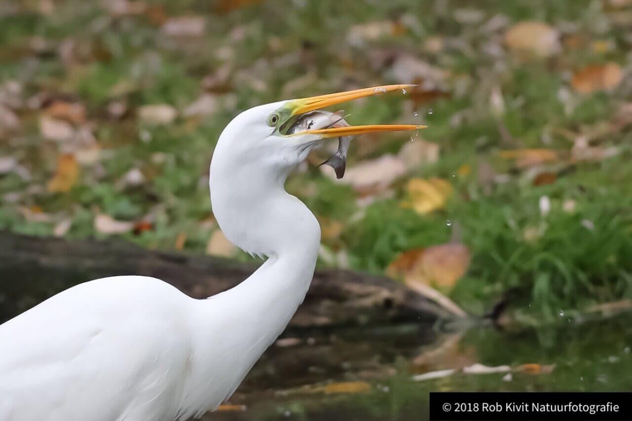 Grote zilverreiger (Great egret)