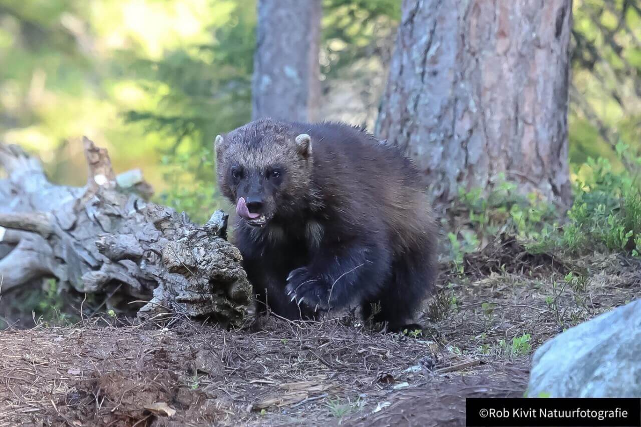 Veelvraat (Wolverine)