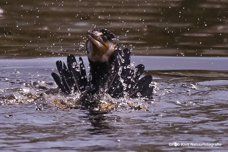 Aalscholvers in Ackerdijkse Plassen