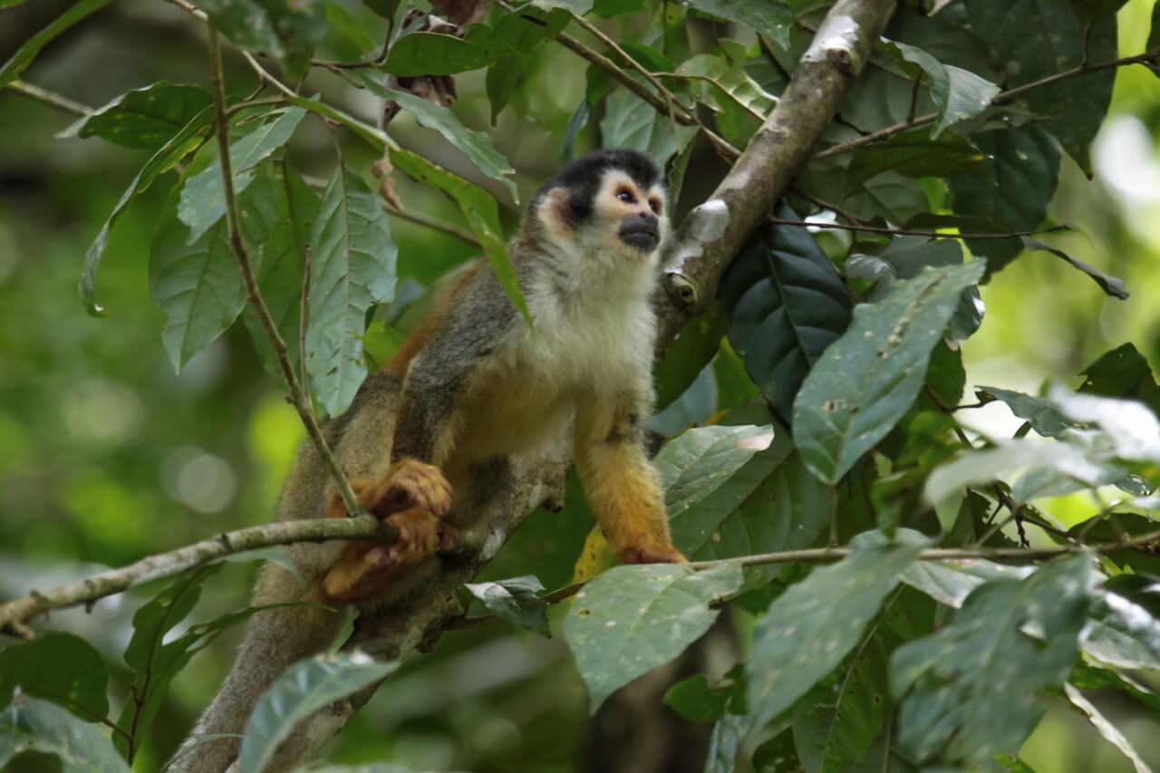 Impressie Costa Rica: het pure leven in de overweldigende natuur