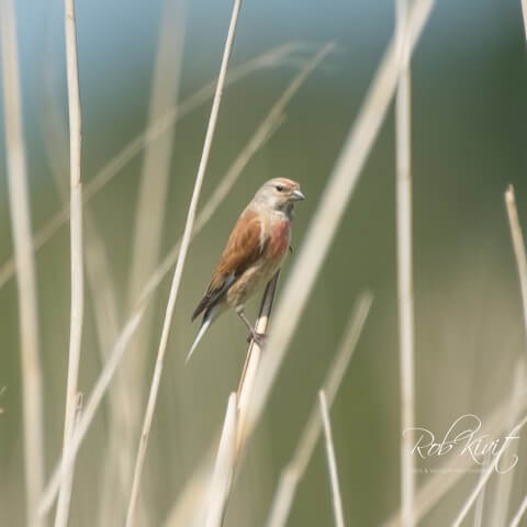 Blauwborst en Kneu in de Ackerdijksche Plassen in Midden Delftland