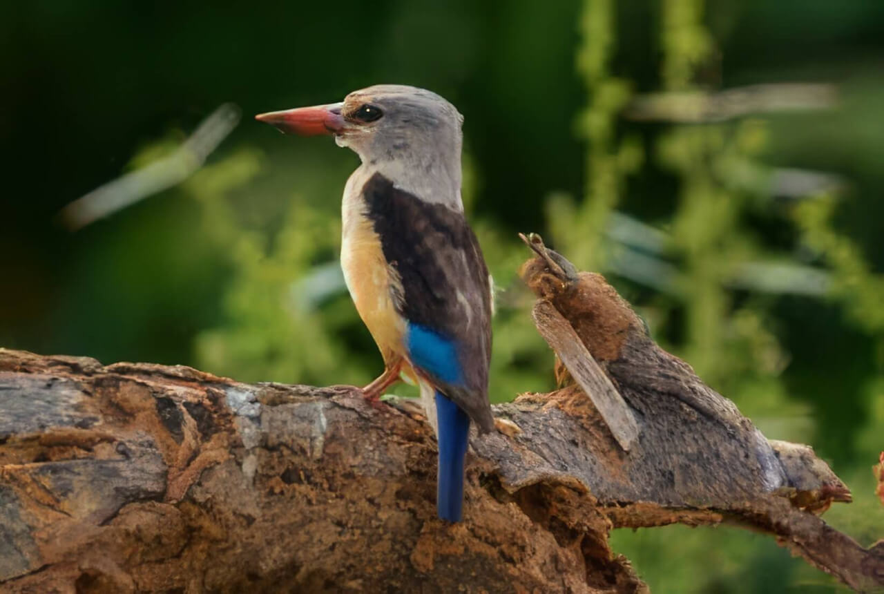 Impressie fotoreis Gambia
