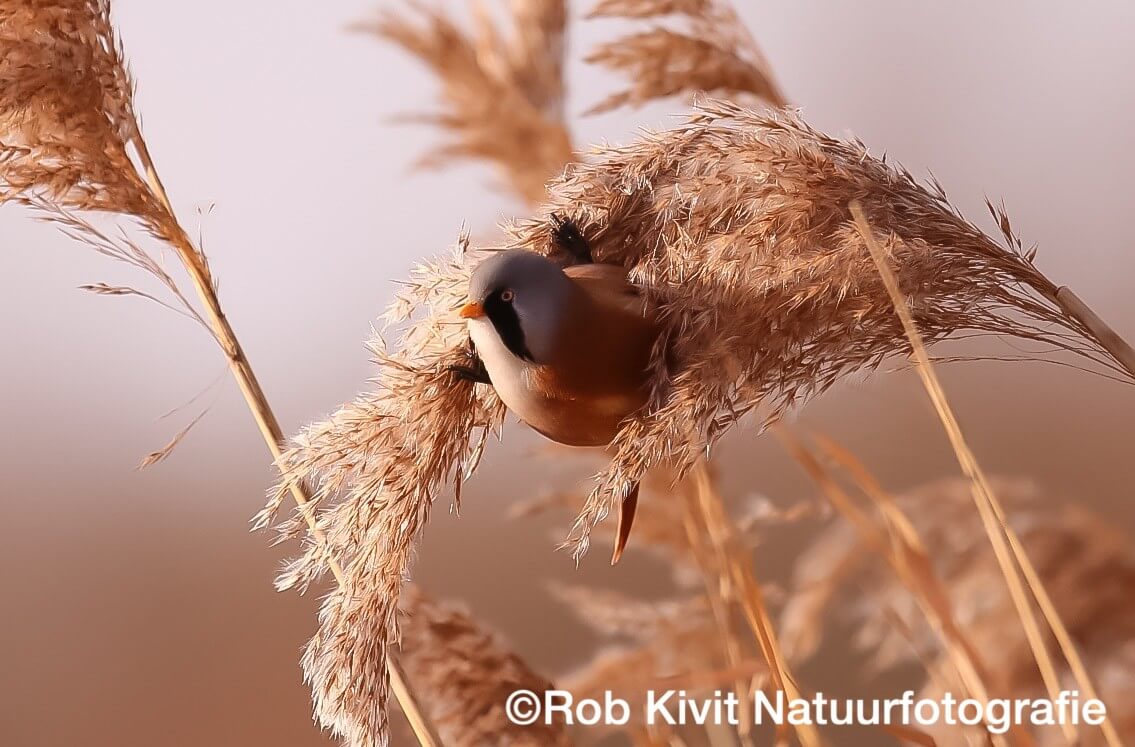 Baardmannetjes en Roodborstjes, Rietputten