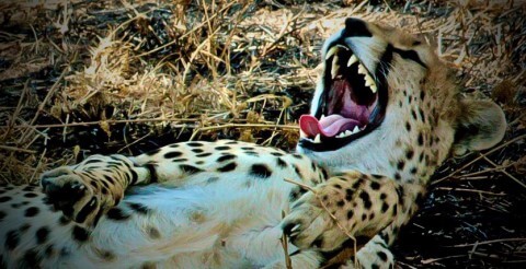 Impressie Tanzania: wildparken van Afrika