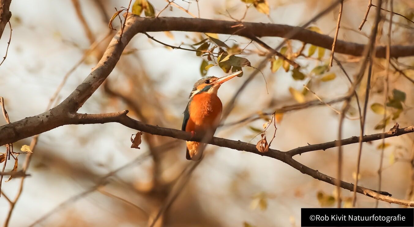 Common Kingfisher (IJsvogel)