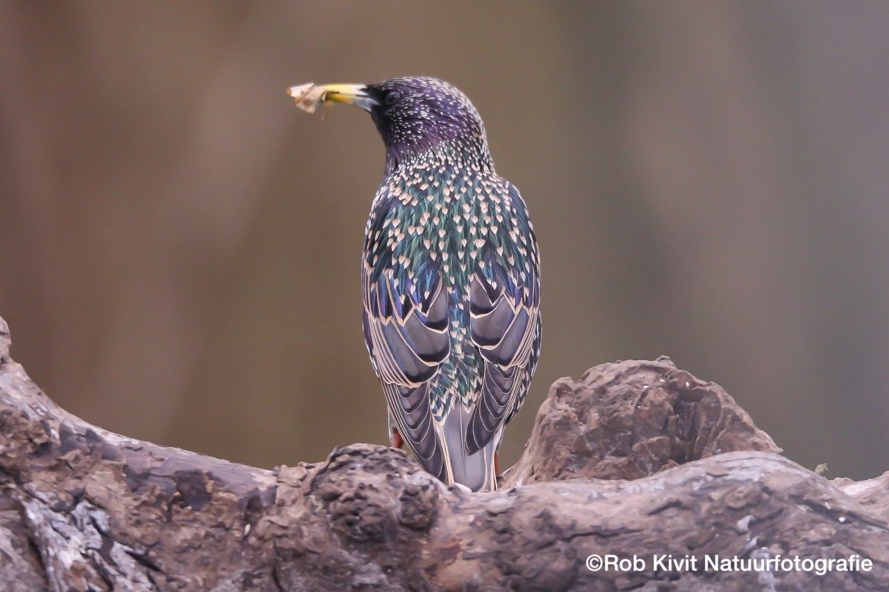 Hut 1 - Multisoortenhut