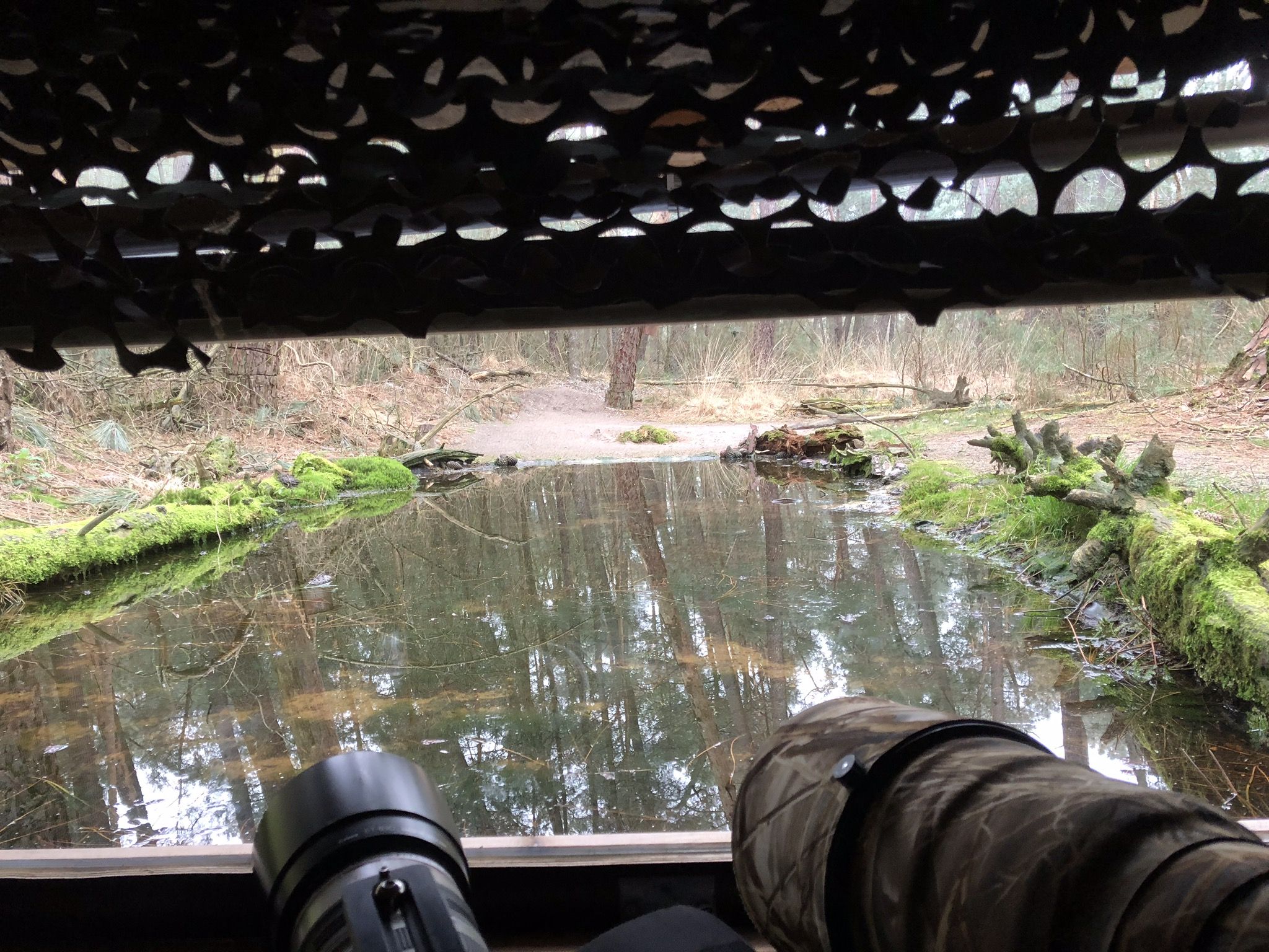 Hut 8 - Bosvogels (Gemengd bos)