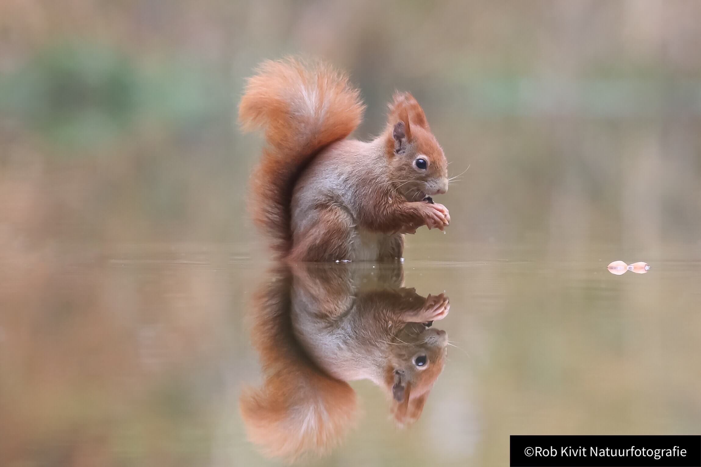 Dynamic Content Image