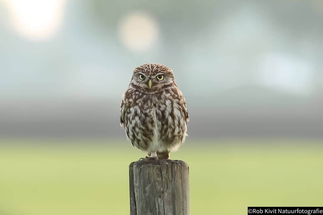 Dynamic Content Image