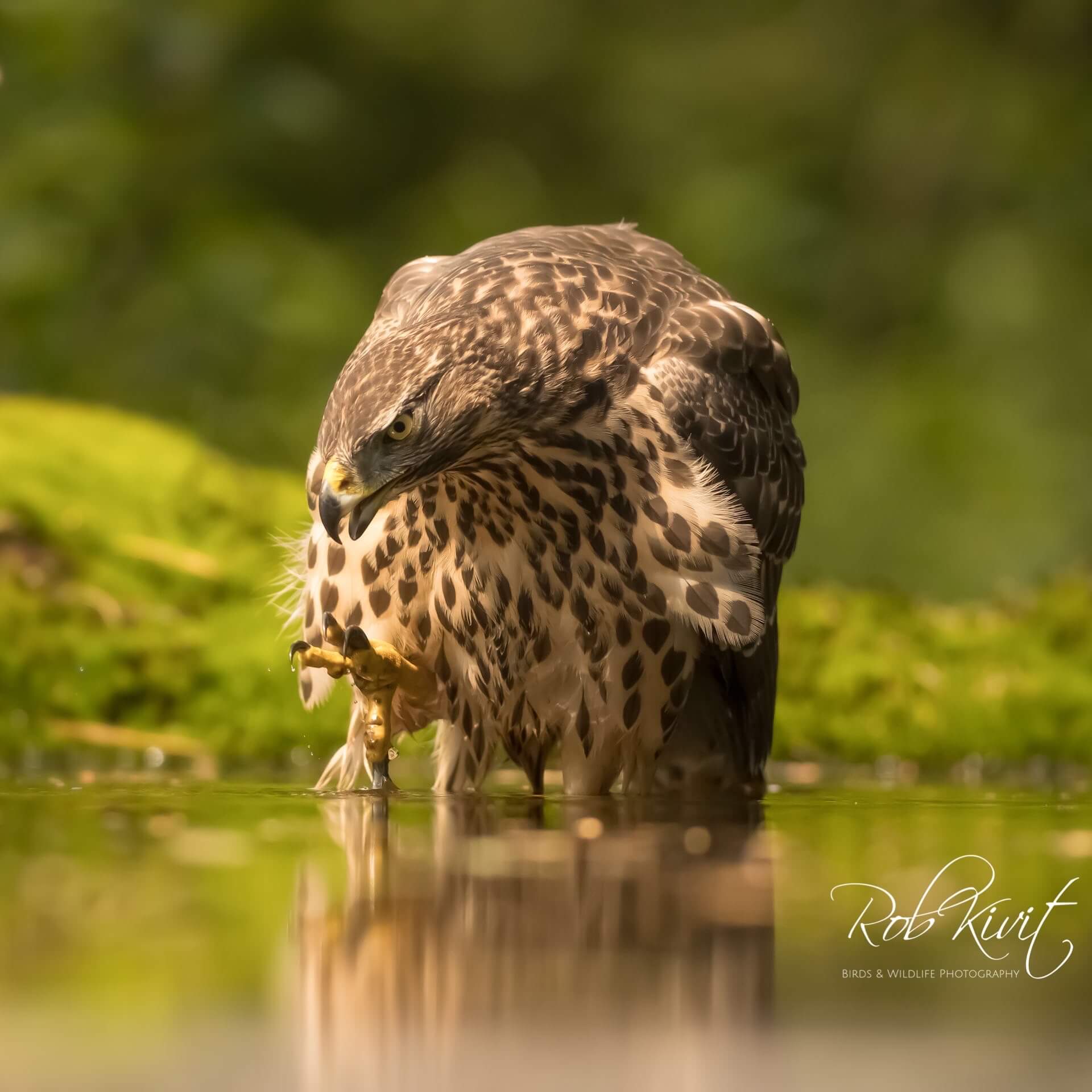 Dynamic Content Image