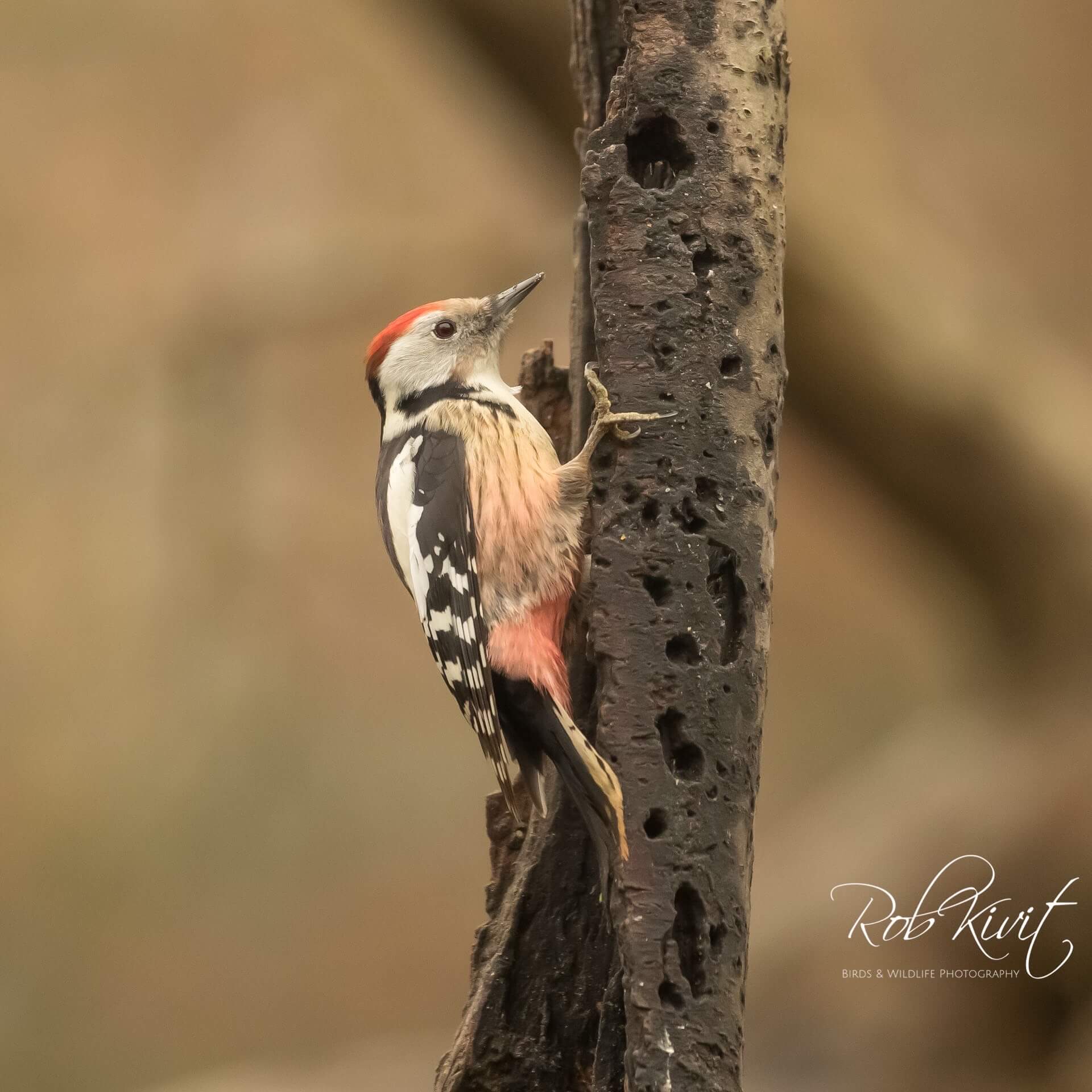 Dynamic Content Image