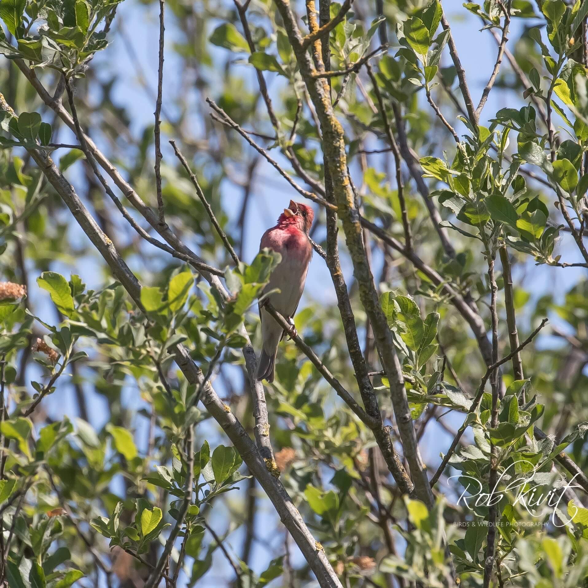 Dynamic Content Image