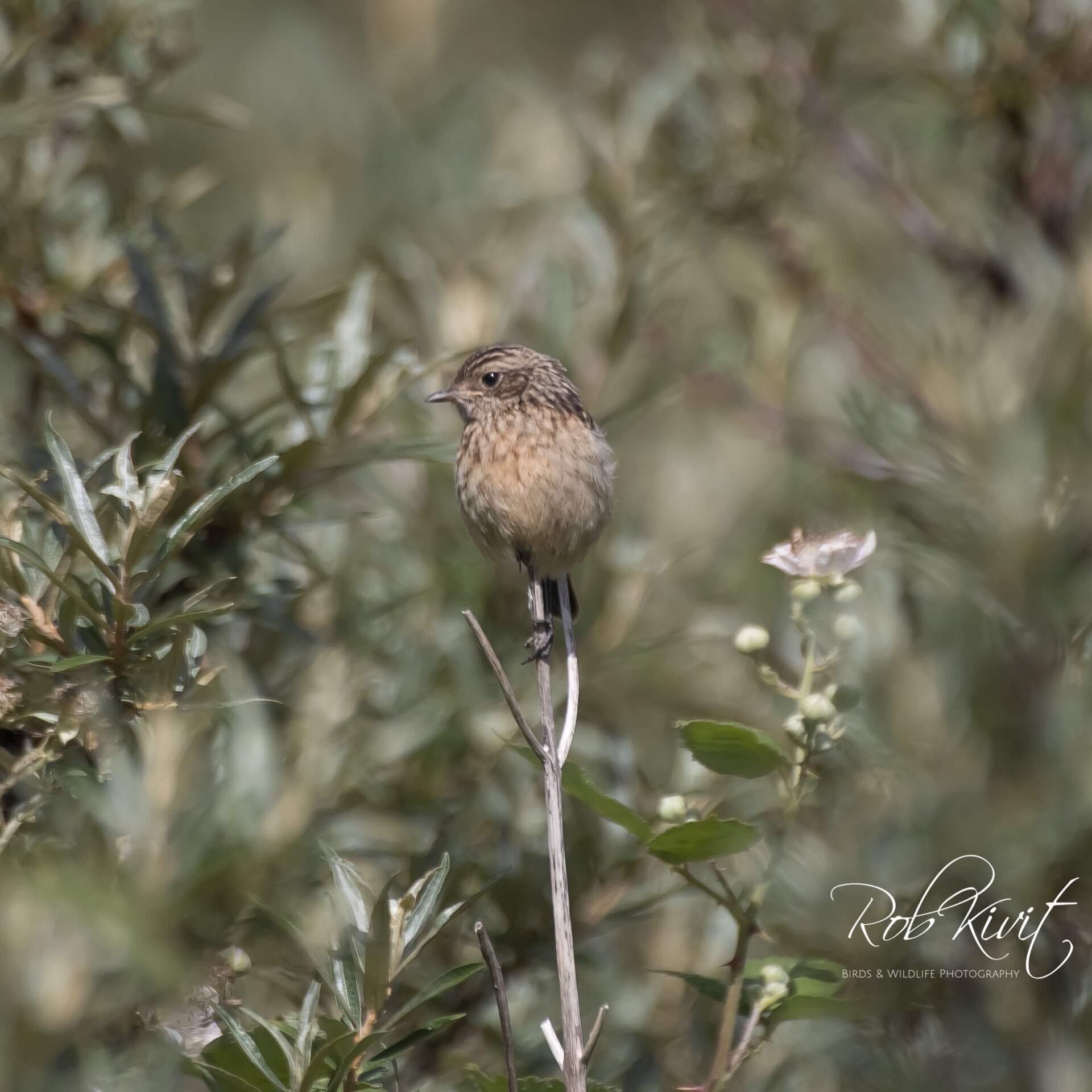 Dynamic Content Image