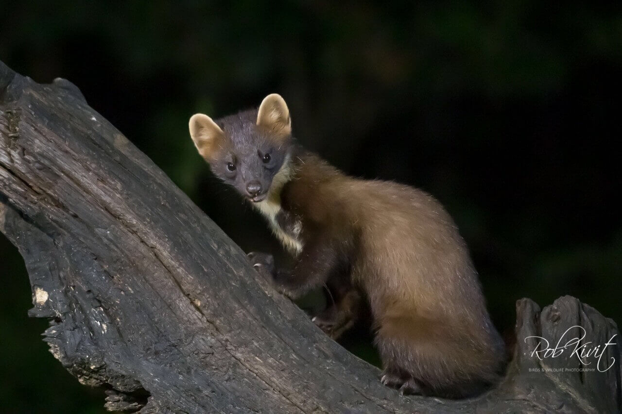 Dynamic Content Image