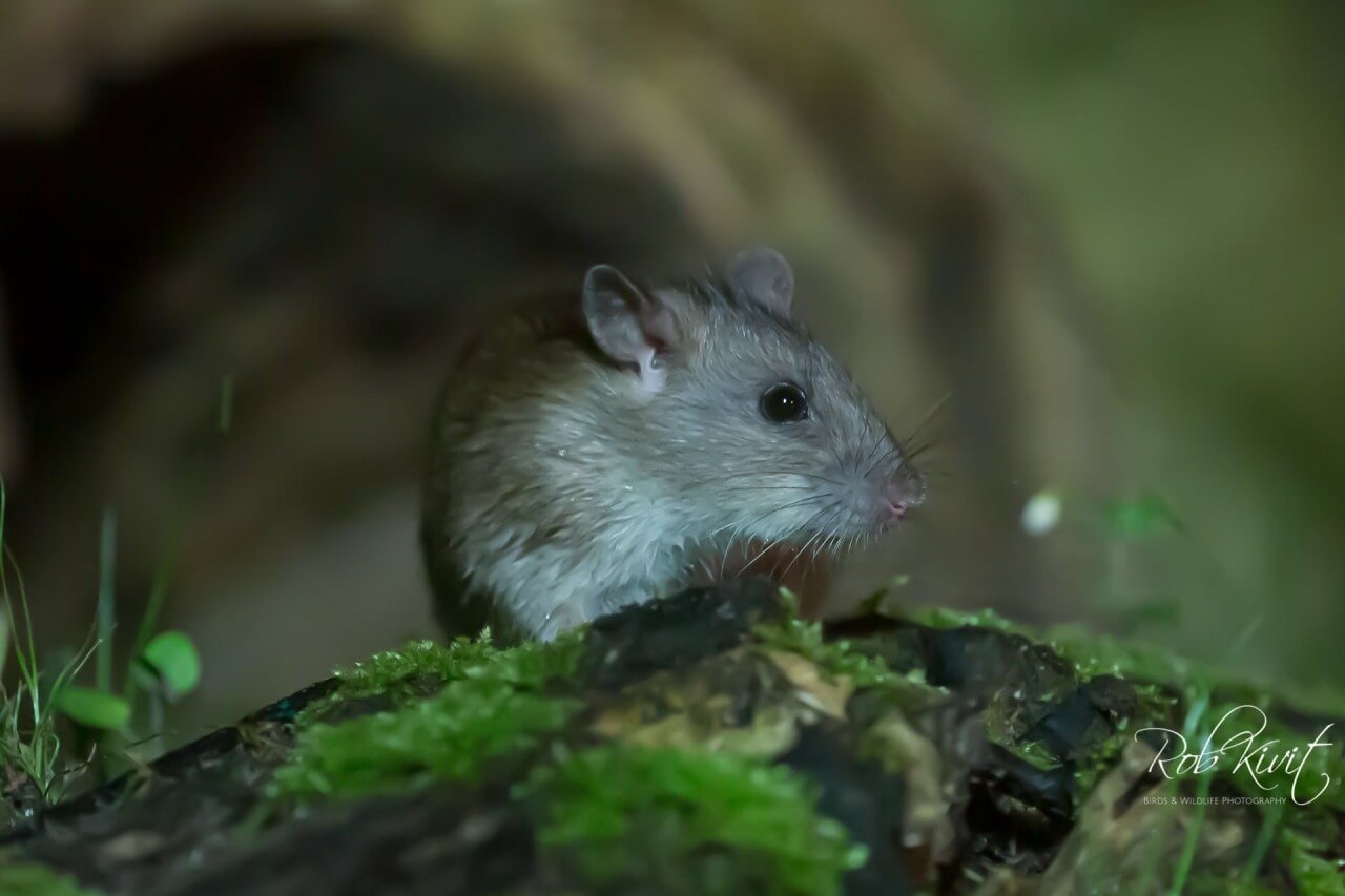 D58483B8-7347-4785-8B4D-C6B2A8F20E19