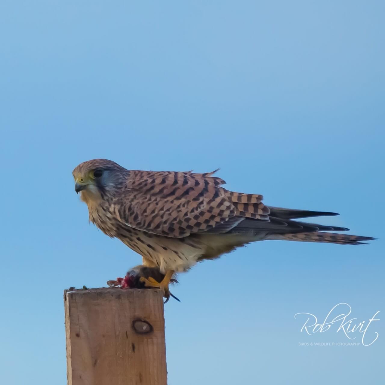 48589551-E2D4-4F85-93DB-5B594DDBC049