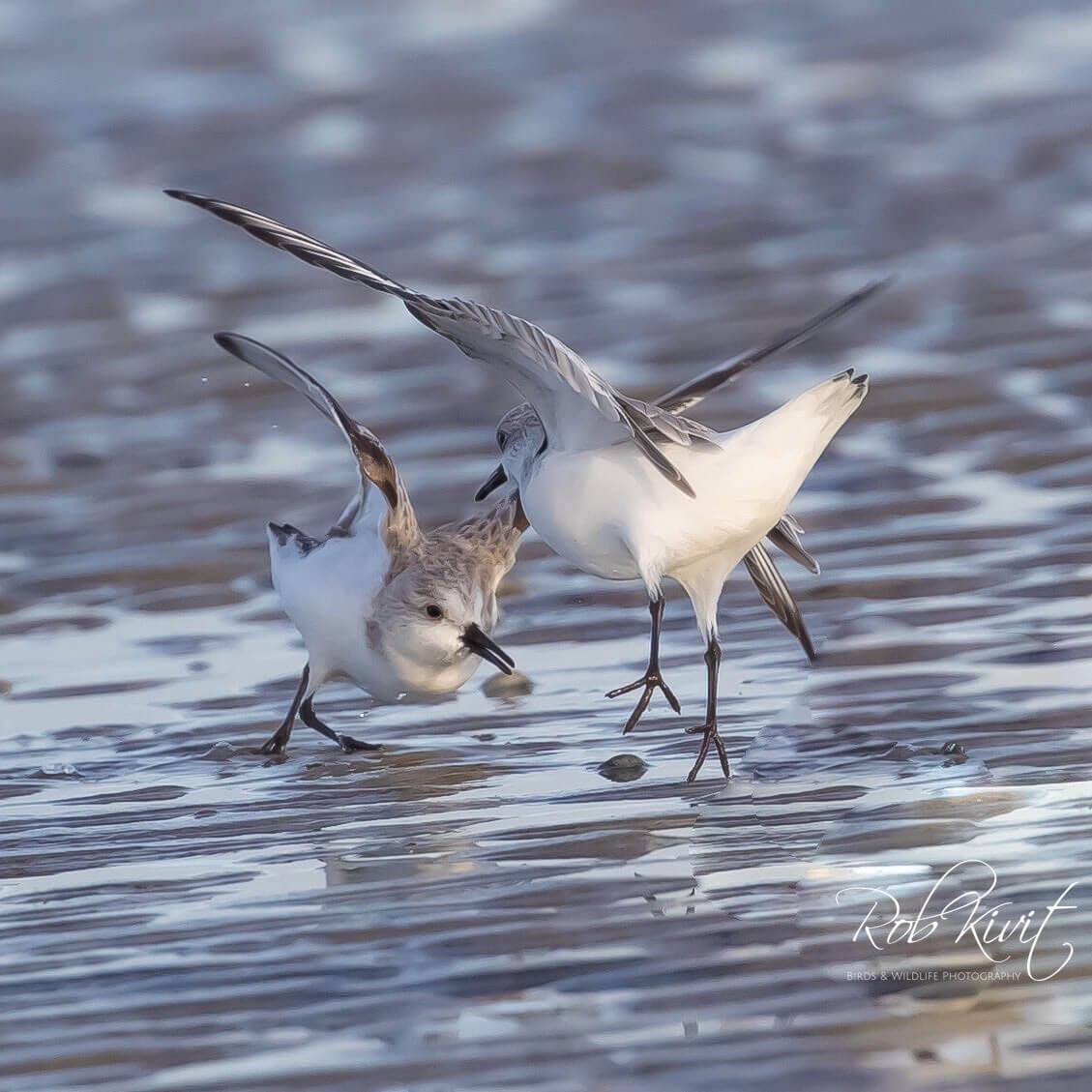 Dynamic Content Image