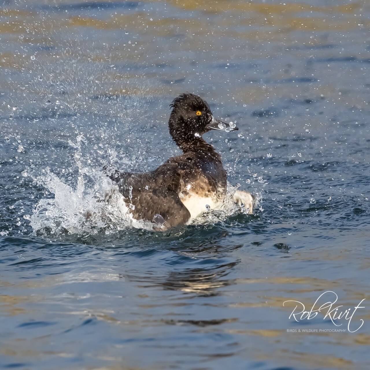 Dynamic Content Image