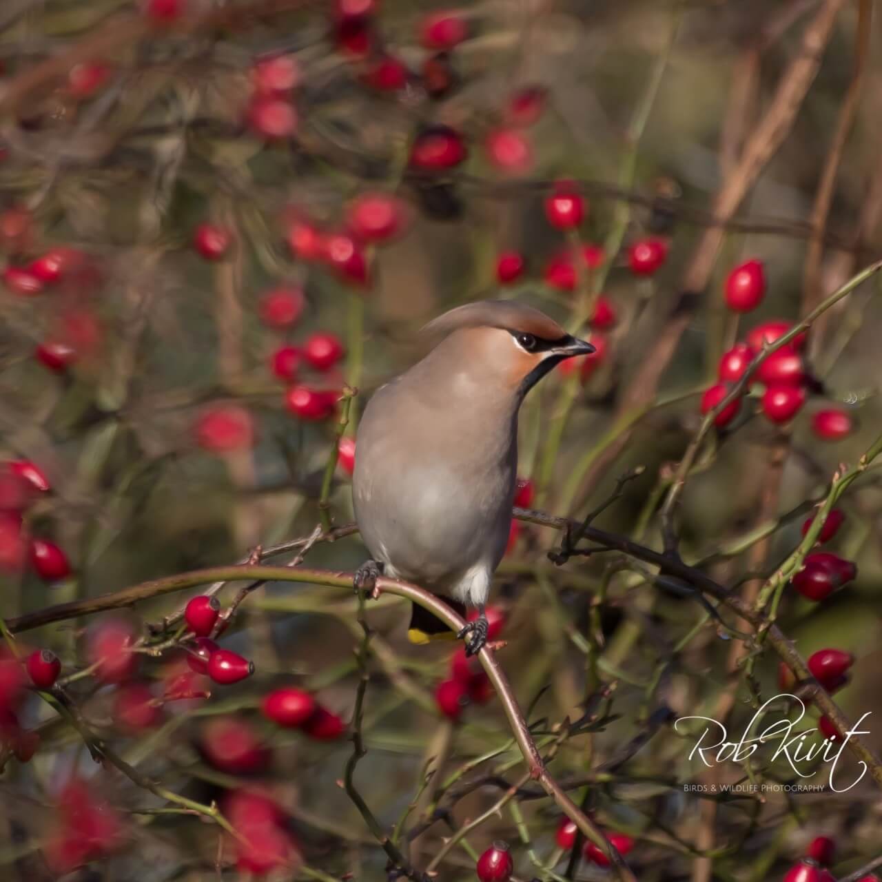 E97DD2BB-77E0-4812-BAD0-83A8B52BECBD