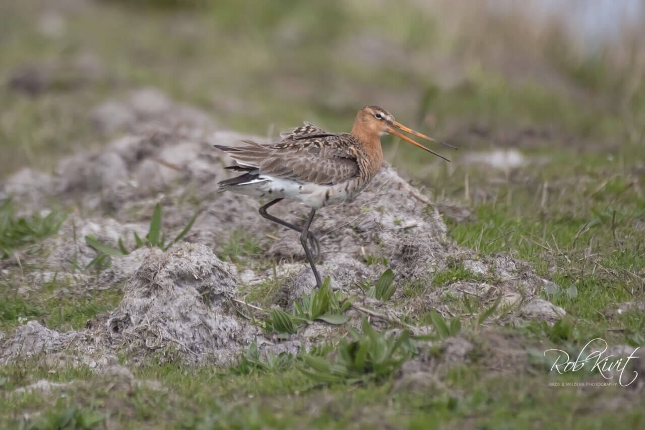 Dynamic Content Image