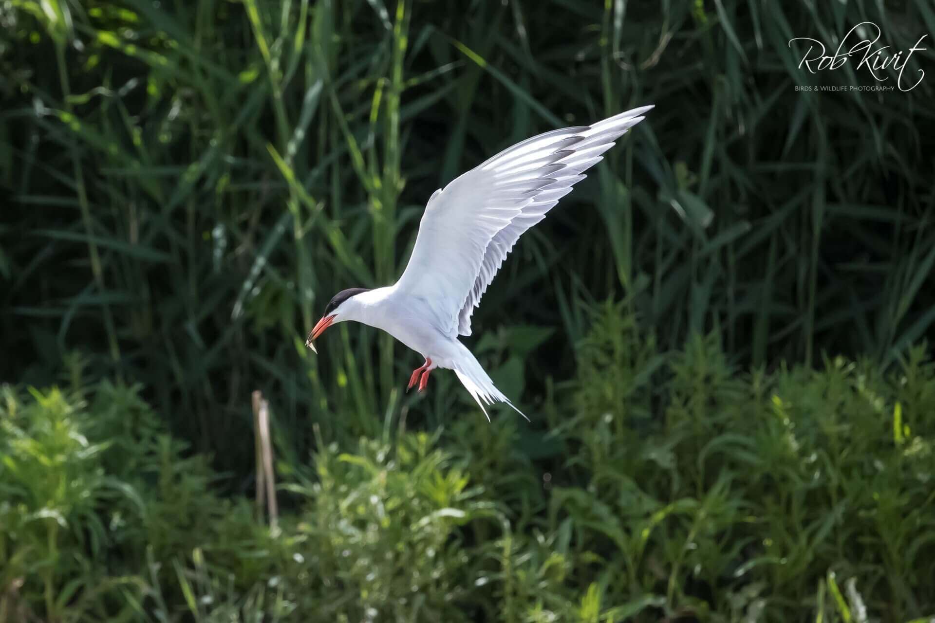 Dynamic Content Image