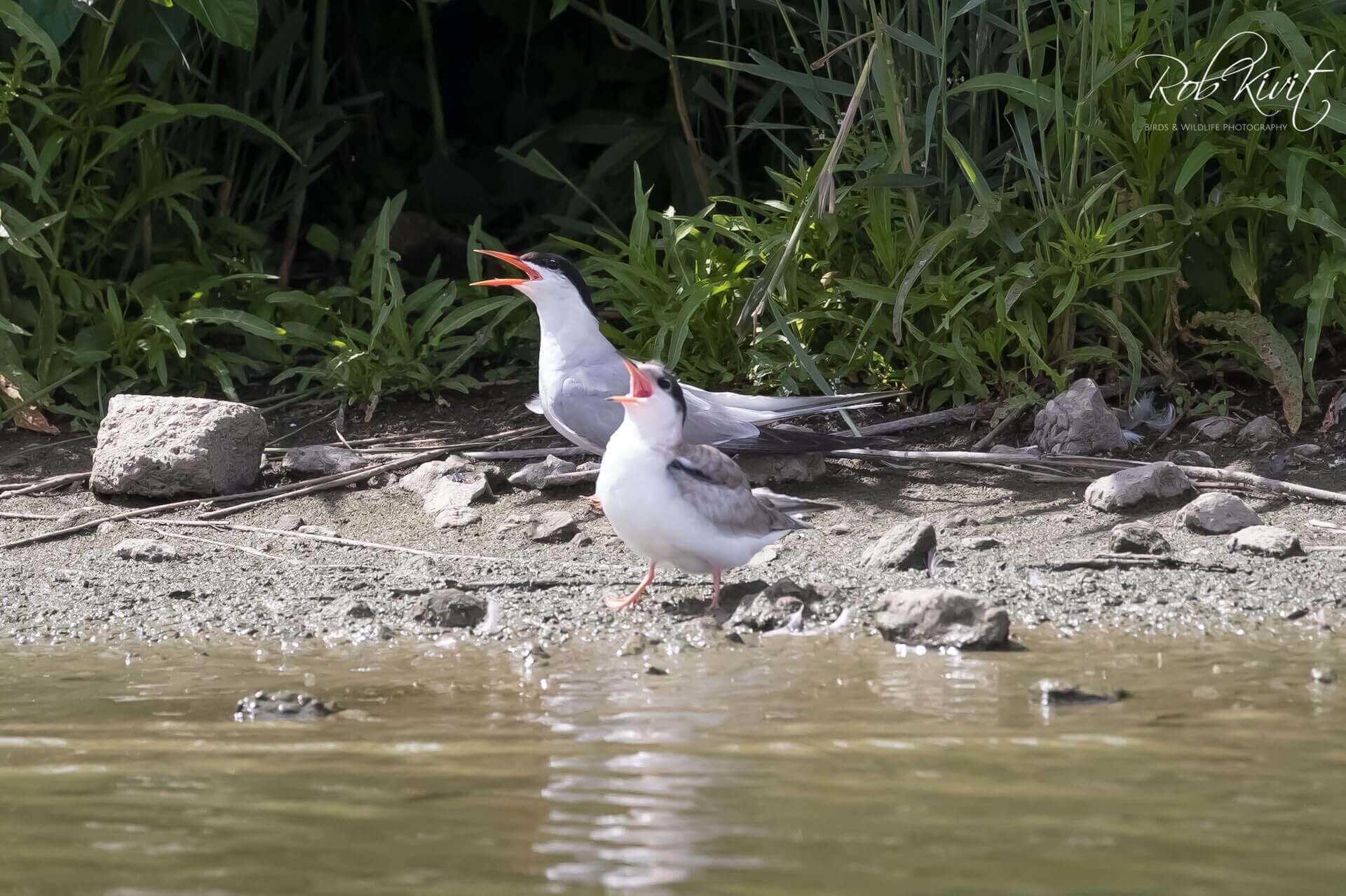 Dynamic Content Image