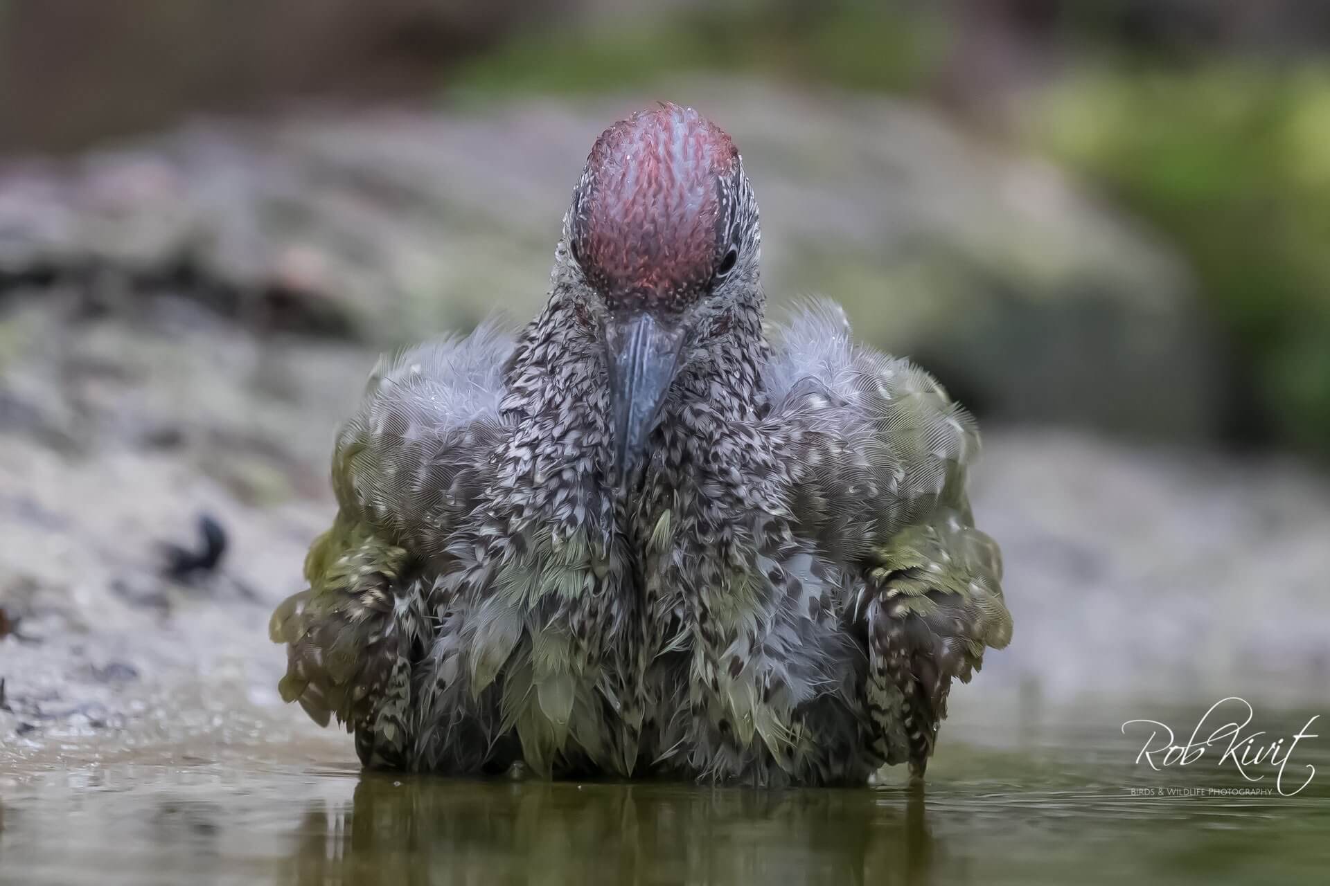 Dynamic Content Image