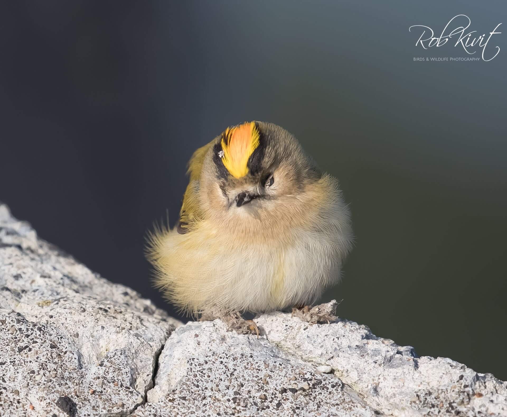 Dynamic Content Image