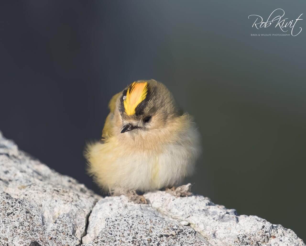 Struinen op de Noordpier in IJmuiden