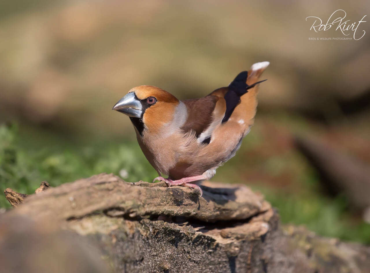 3EF239F8-2344-4B4B-9599-BDC46364B655