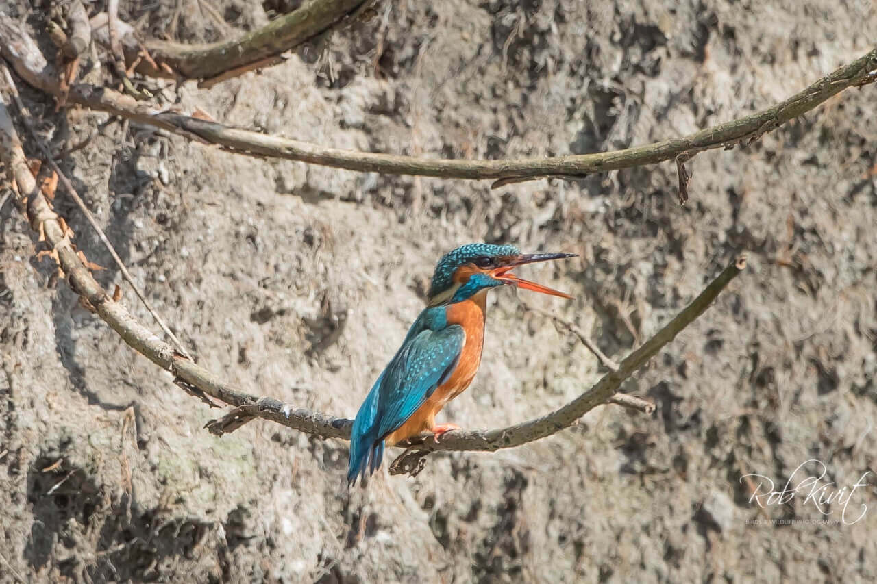 IJsvogeltjes in Schiedam
