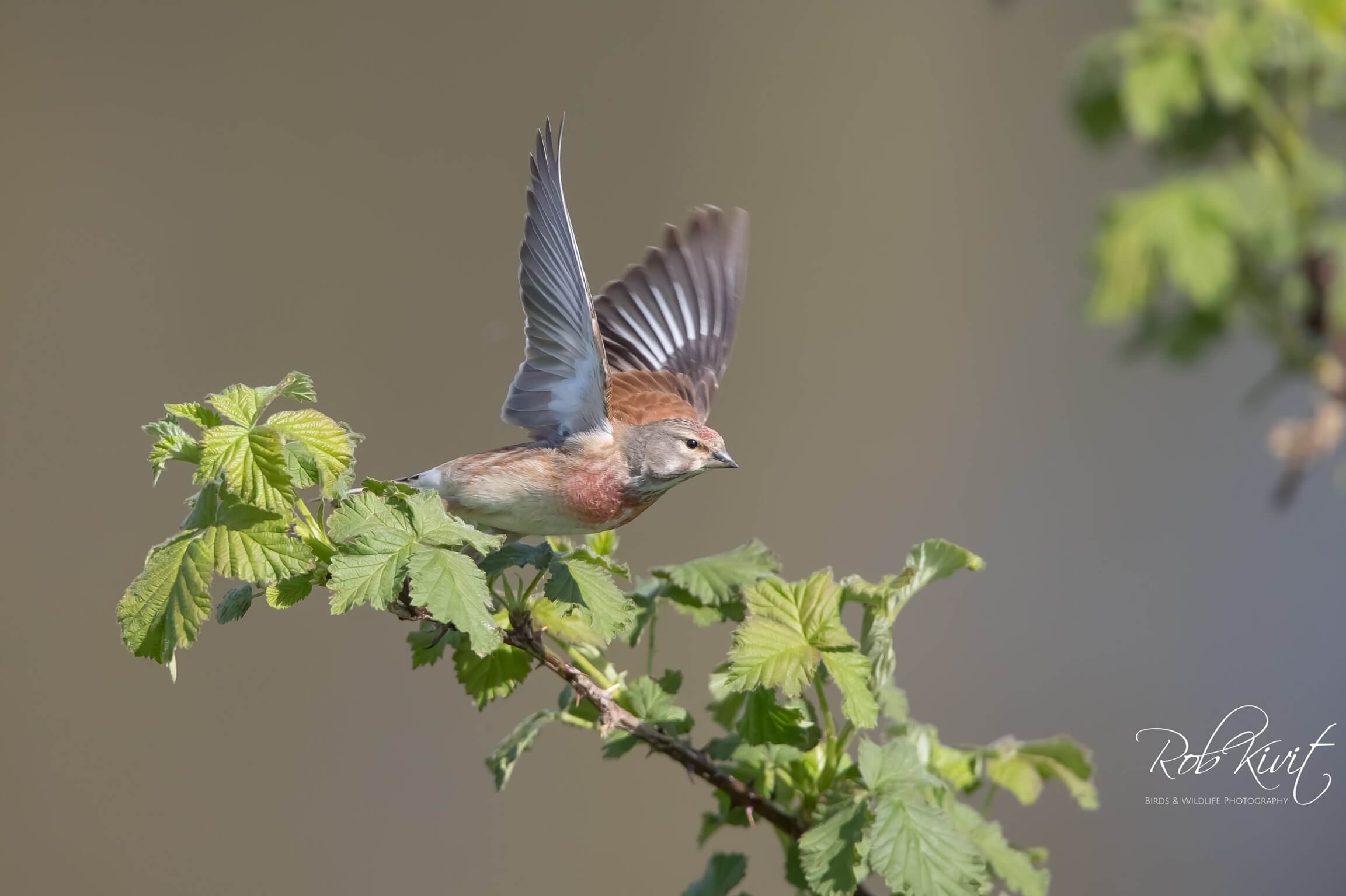 Dynamic Content Image