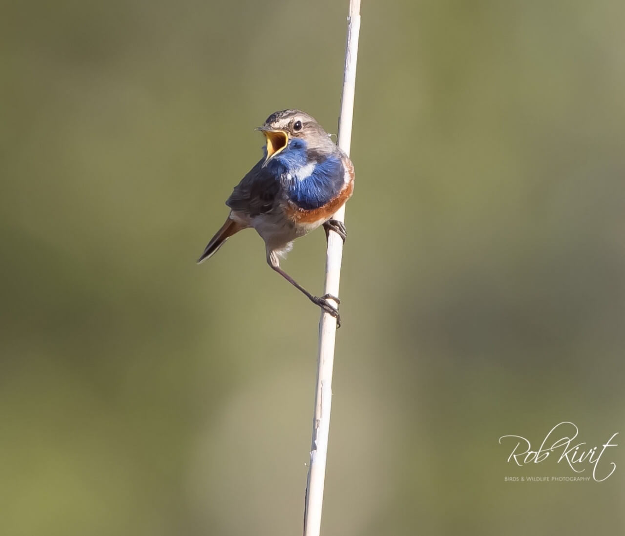 EFF411F8-7894-459E-BC17-438B494CDEBC