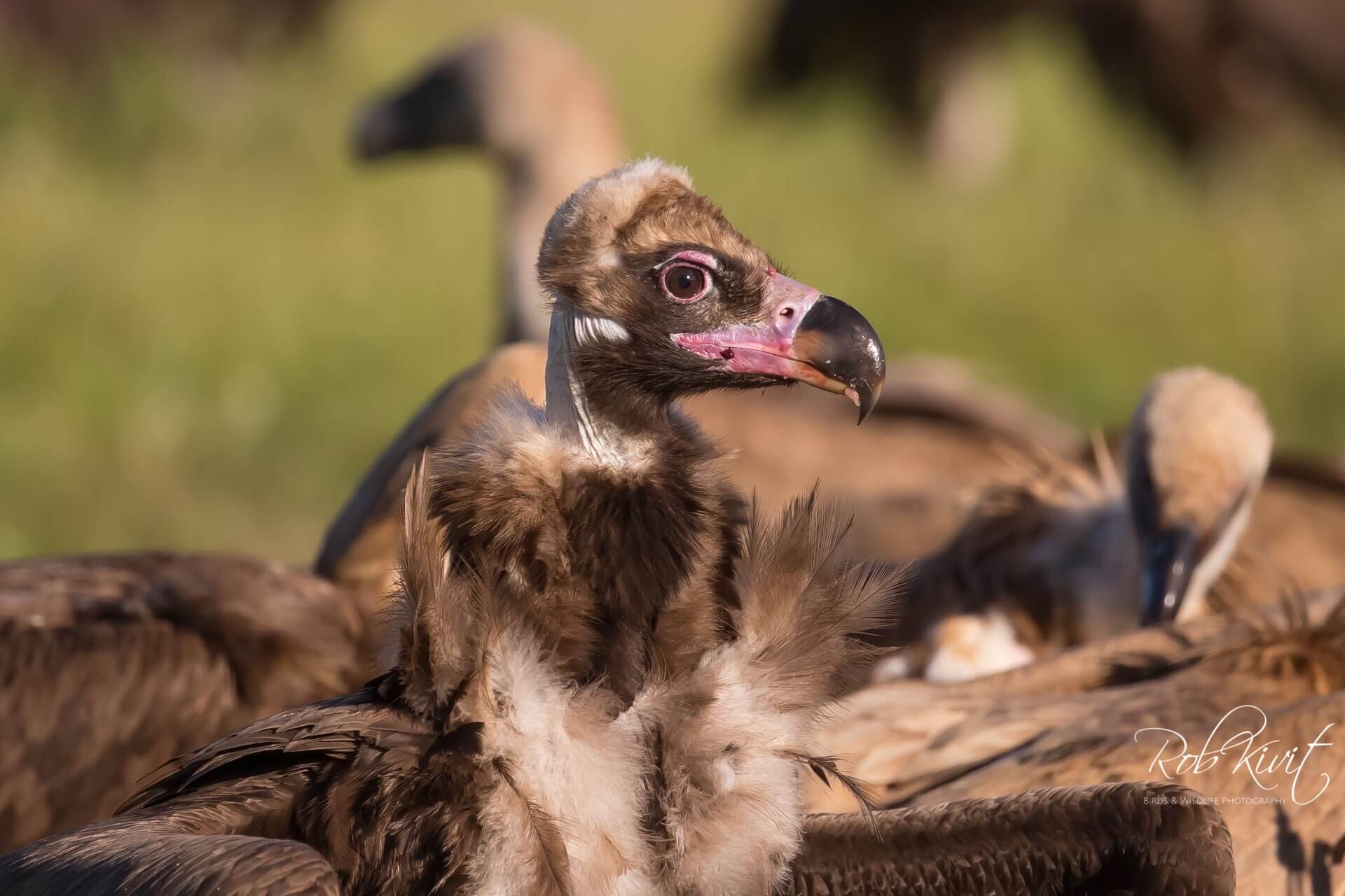 Dynamic Content Image