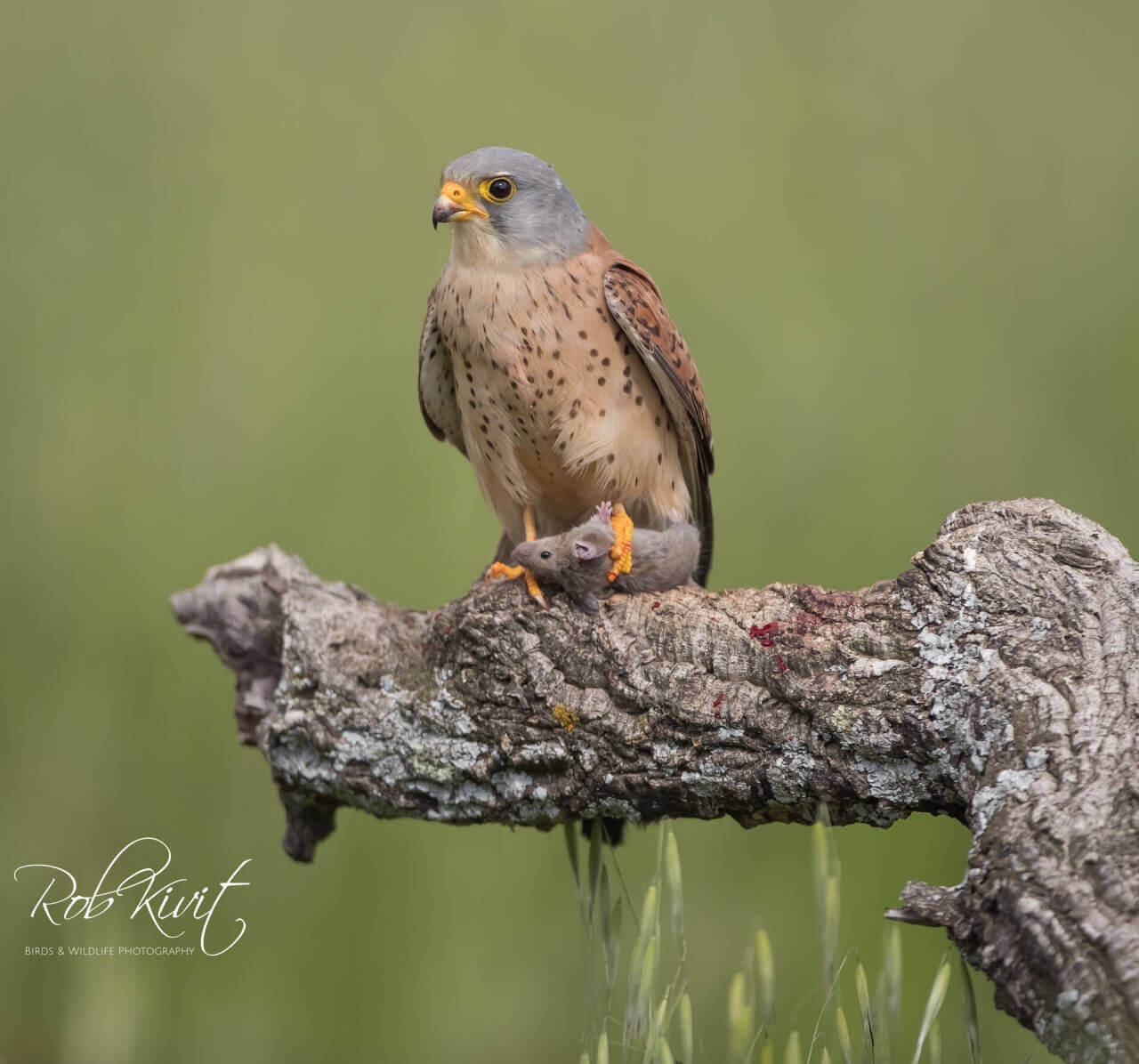 Kleine torenvalk (Lesser Kestrel)