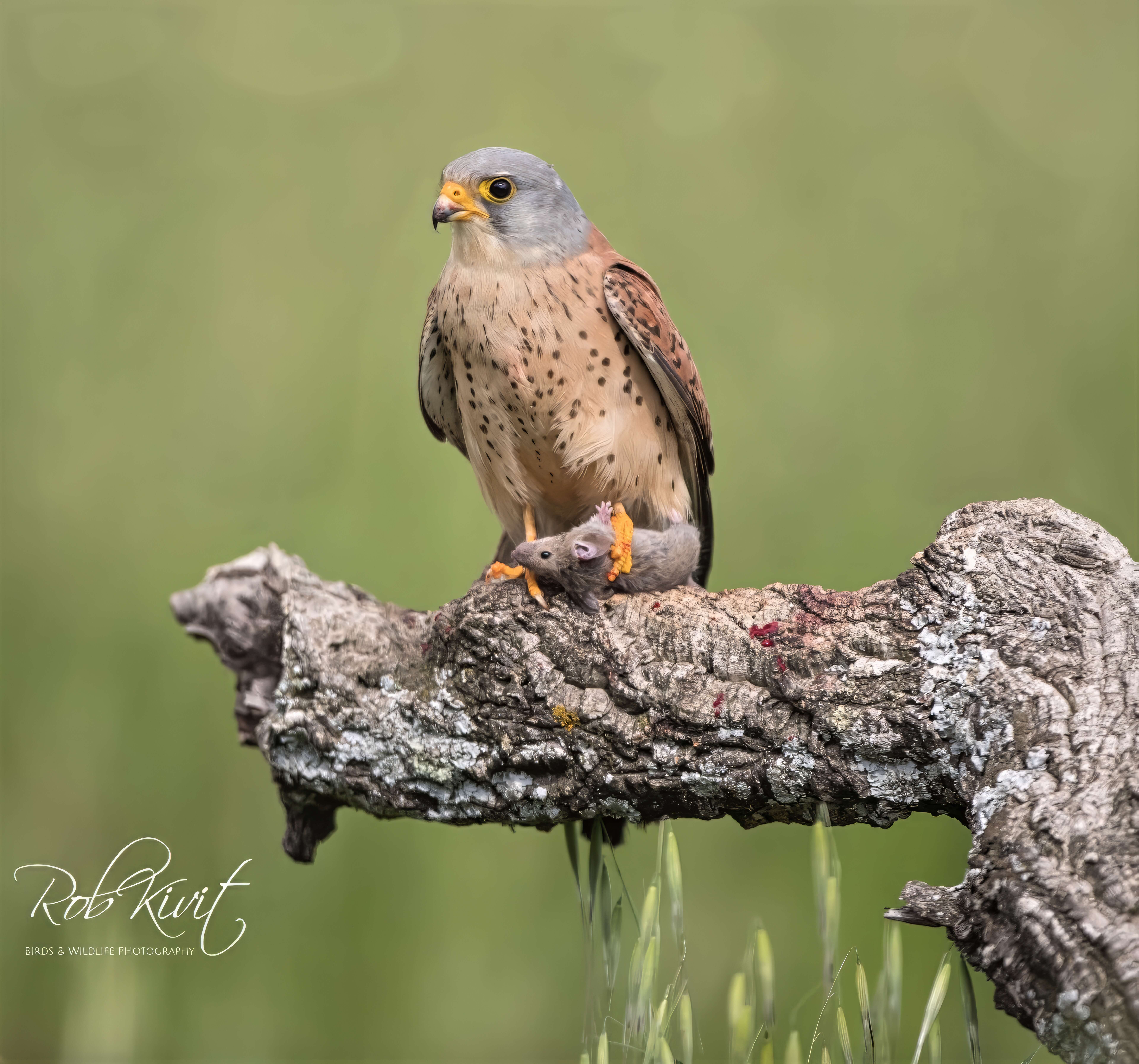 Dynamic Content Image