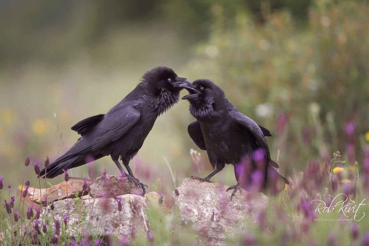 9444EEB7-55EB-42BE-A741-FC3D76FDF333