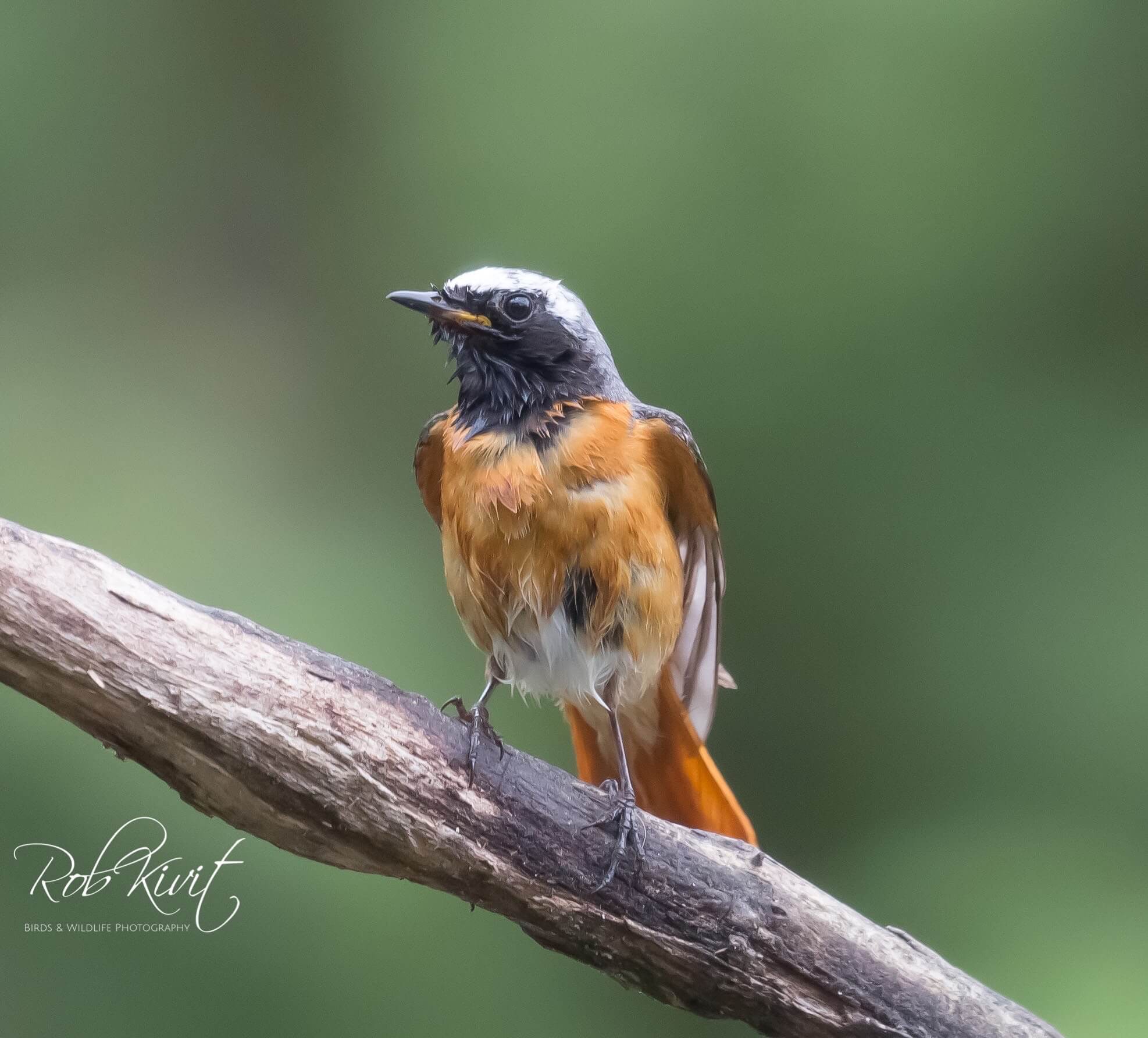 Dynamic Content Image