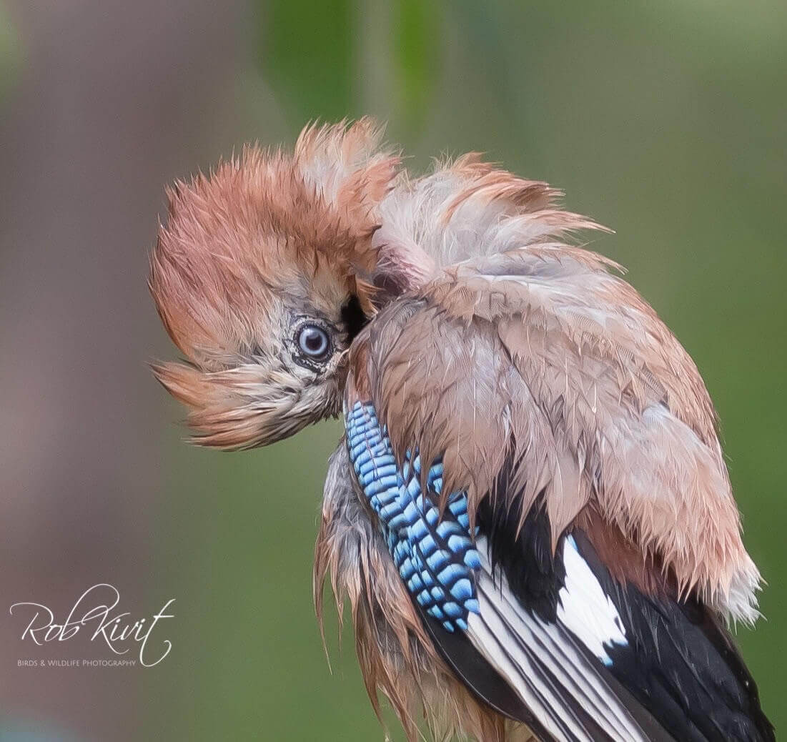 Het was druk bij boshut Sallandse Heuvelrug