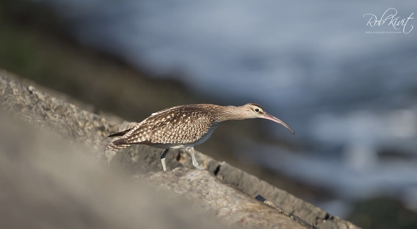 Dynamic Content Image