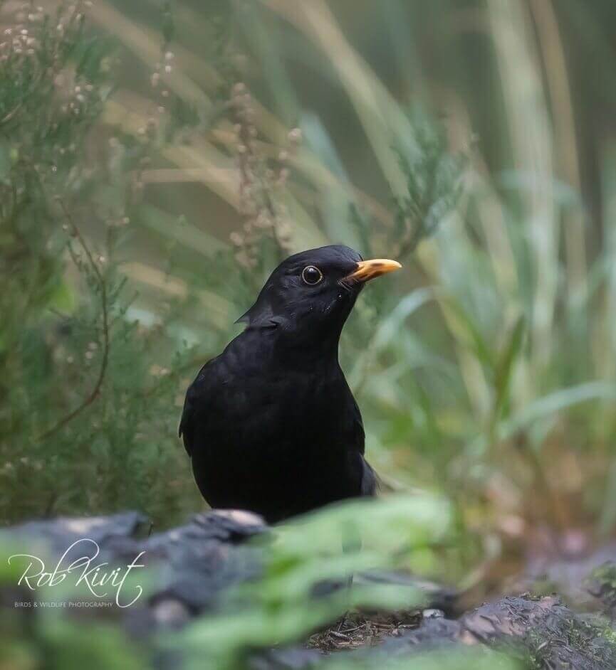 Merel liet zich veelvuldig voor de hut zien (GV2)