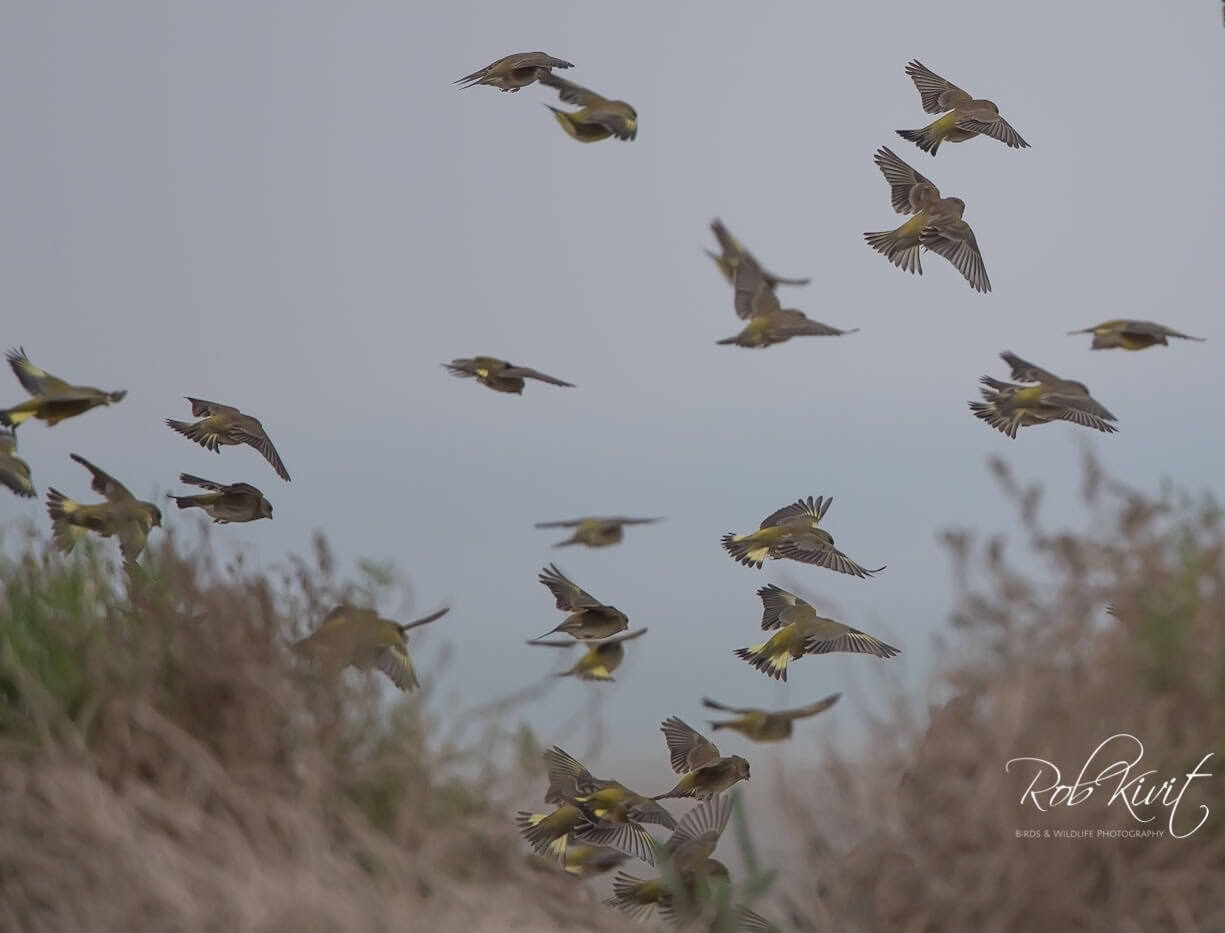 Dynamic Content Image