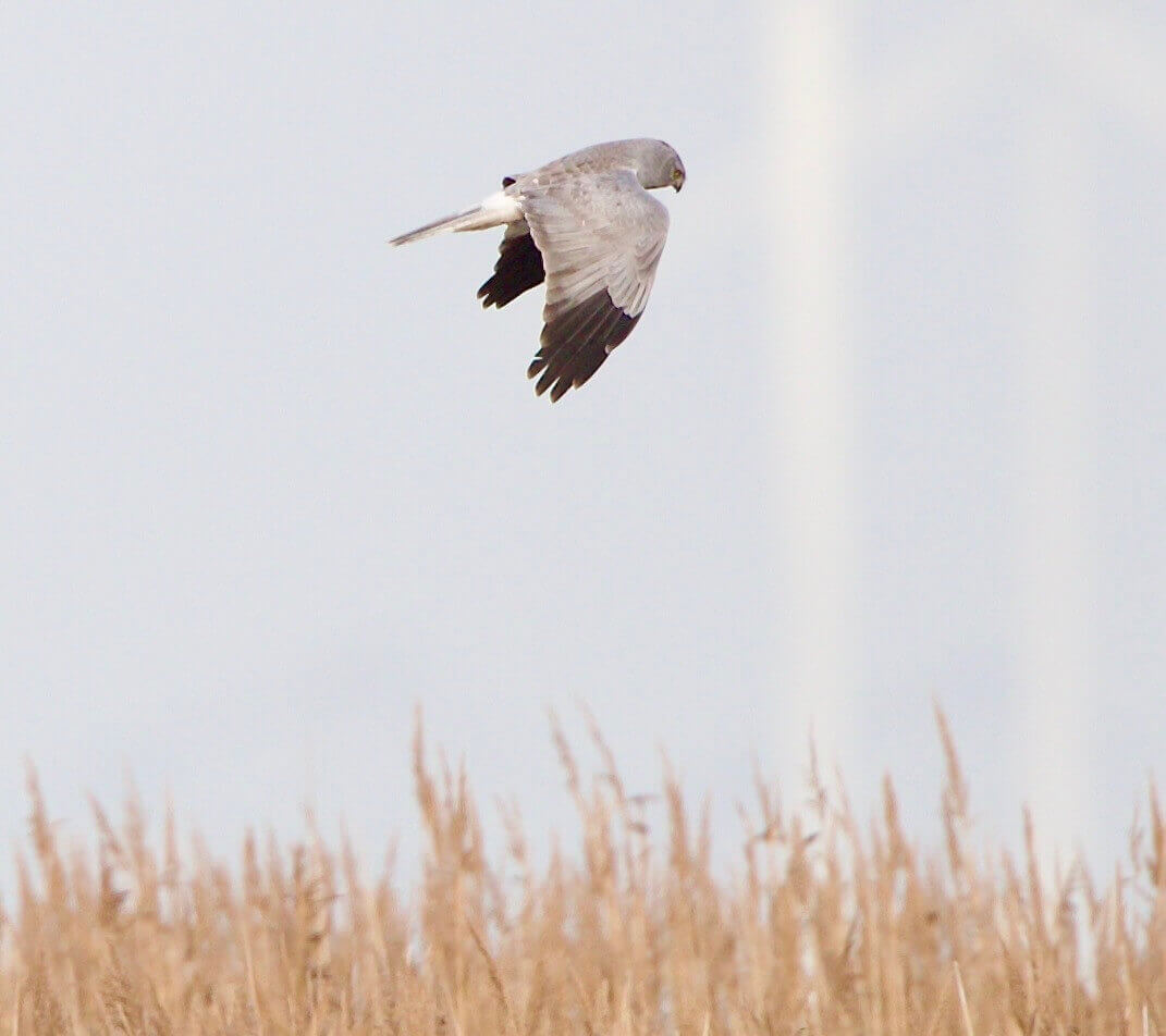 Blauwe Kiekendief in de Kwade Hoek