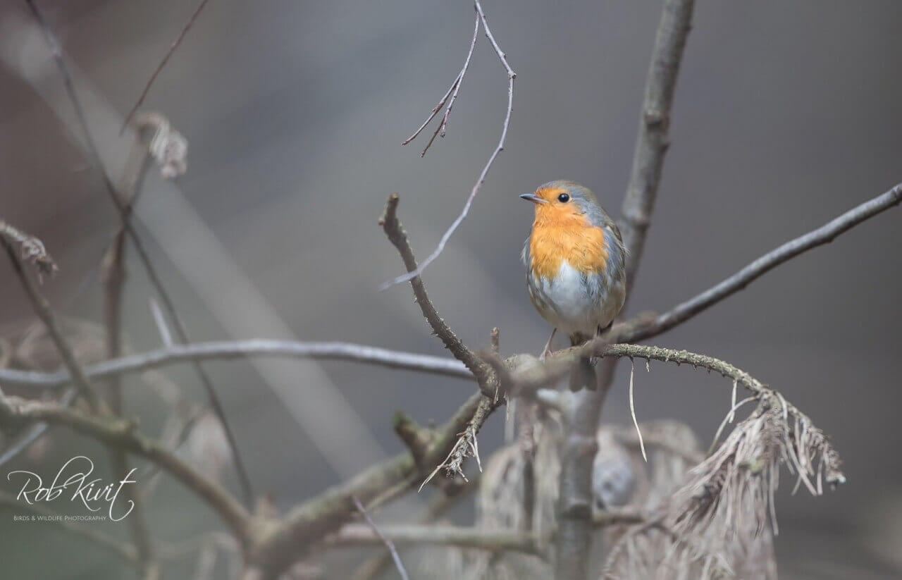 Geen zwarte specht wel een mooi roodborstje (GV2)